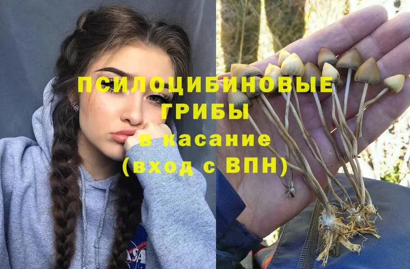 наркотики  Котовск  Галлюциногенные грибы Psilocybe 